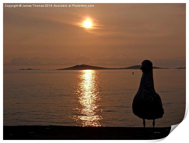 Seagull Sunset Isles Of Scilly. Print by James Thomas