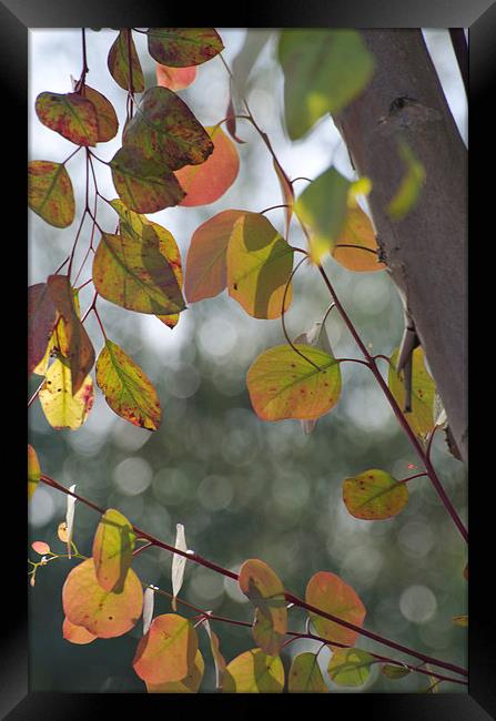 Leaves and Bokeh Framed Print by Jean Booth
