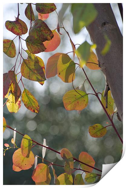 Leaves and Bokeh Print by Jean Booth