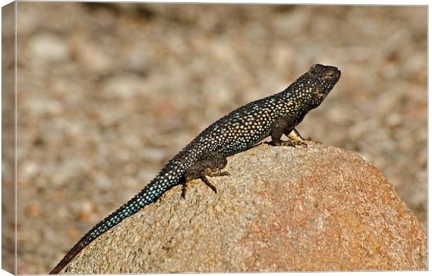 Colourful Lizard Canvas Print by Jean Booth