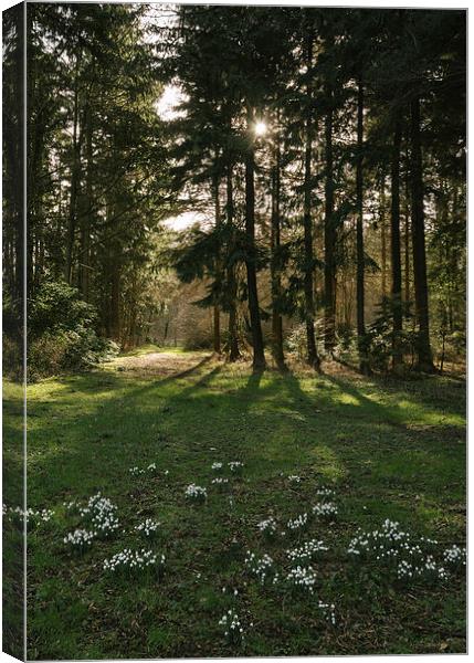 Wild snowdrops beside woodland. Canvas Print by Liam Grant