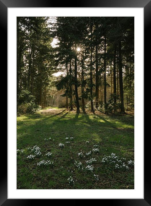 Wild snowdrops beside woodland. Framed Mounted Print by Liam Grant