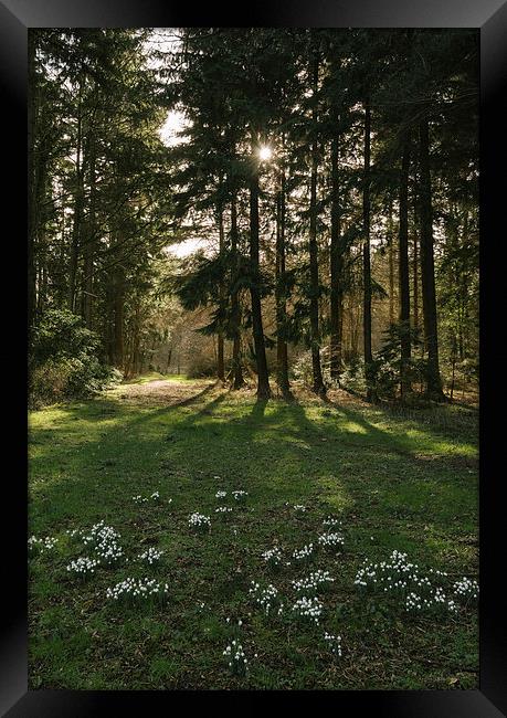 Wild snowdrops beside woodland. Framed Print by Liam Grant