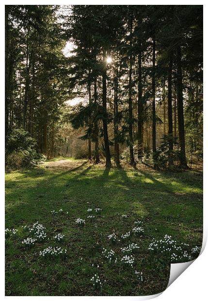 Wild snowdrops beside woodland. Print by Liam Grant