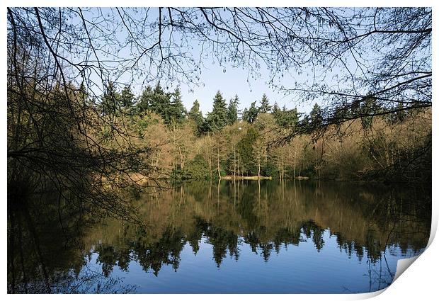 Trees and blue sky reflected in lake surface. Print by Liam Grant