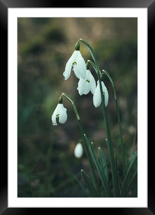 Wild snowdrops. Norfolk, UK. Framed Mounted Print by Liam Grant