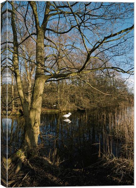 Swan on a lake guarding its nearby nest. Canvas Print by Liam Grant