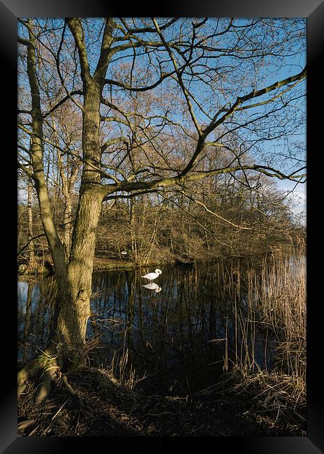 Swan on a lake guarding its nearby nest. Framed Print by Liam Grant