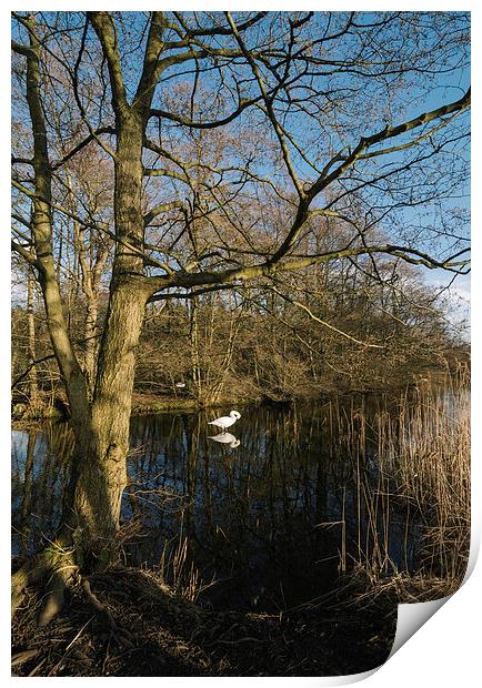 Swan on a lake guarding its nearby nest. Print by Liam Grant