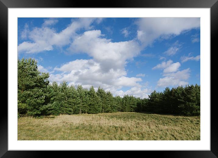 Blue sky over young Pine forest. Framed Mounted Print by Liam Grant