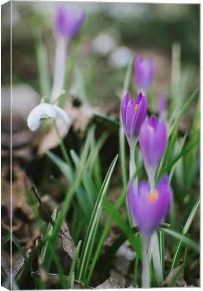 Spring Crocus flowers growing among Snowdrops. Canvas Print by Liam Grant