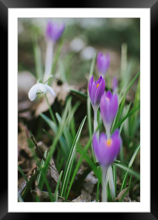 Spring Crocus flowers growing among Snowdrops. Framed Mounted Print by Liam Grant