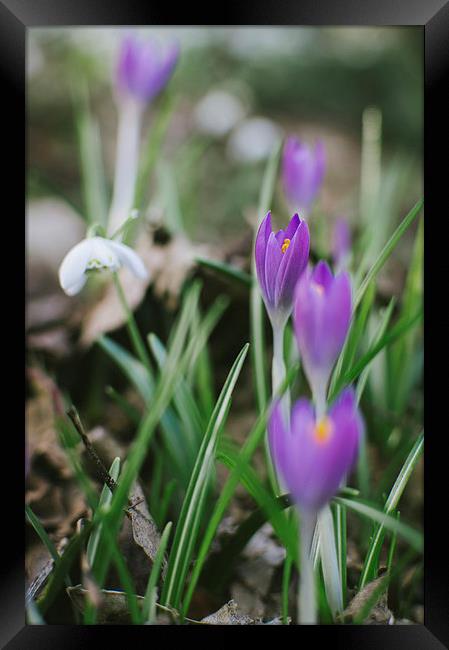 Spring Crocus flowers growing among Snowdrops. Framed Print by Liam Grant