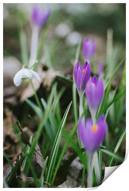 Spring Crocus flowers growing among Snowdrops. Print by Liam Grant