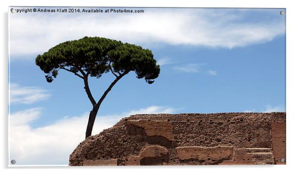 Stone Pine on Palatine Hill Acrylic by Andreas Klatt