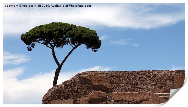 Stone Pine on Palatine Hill Print by Andreas Klatt