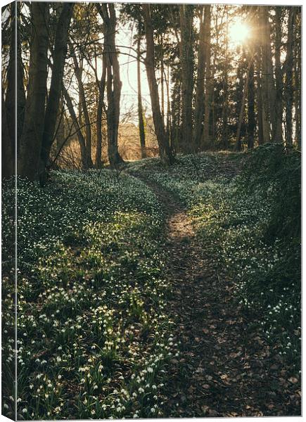 Sunlight over woodland path surrounded by wild Sno Canvas Print by Liam Grant