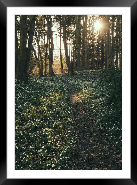 Sunlight over woodland path surrounded by wild Sno Framed Mounted Print by Liam Grant