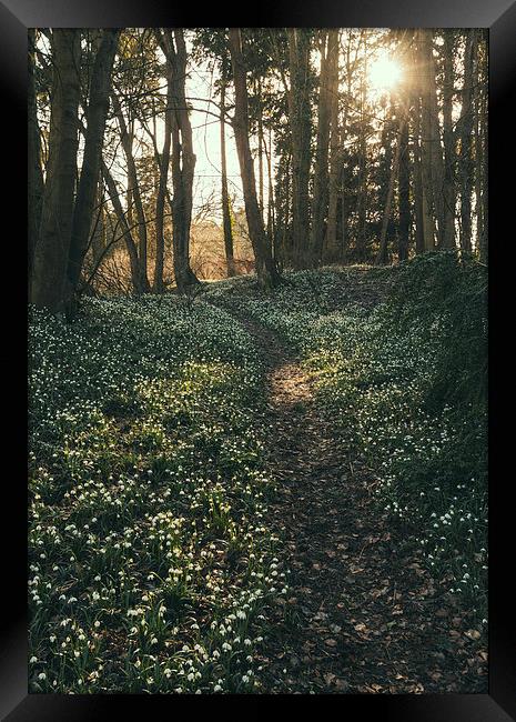 Sunlight over woodland path surrounded by wild Sno Framed Print by Liam Grant