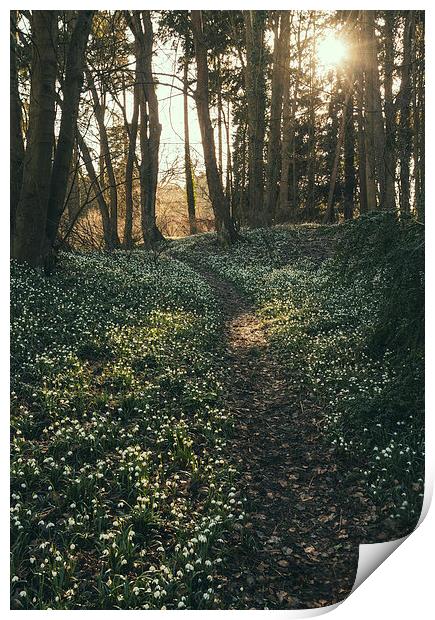 Sunlight over woodland path surrounded by wild Sno Print by Liam Grant