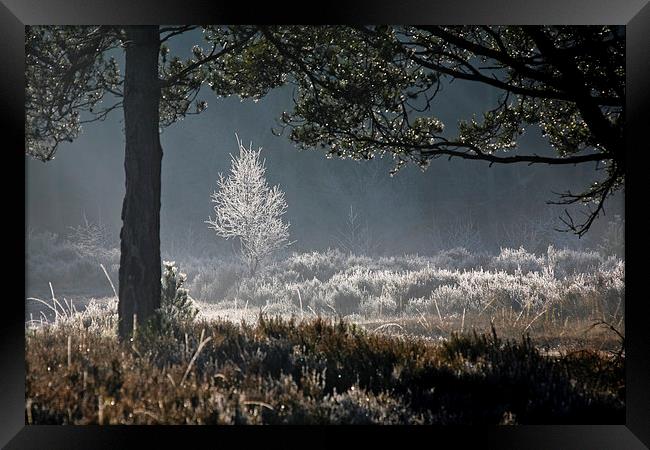 Frosty morning Framed Print by Andreas Klatt