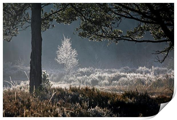Frosty morning Print by Andreas Klatt