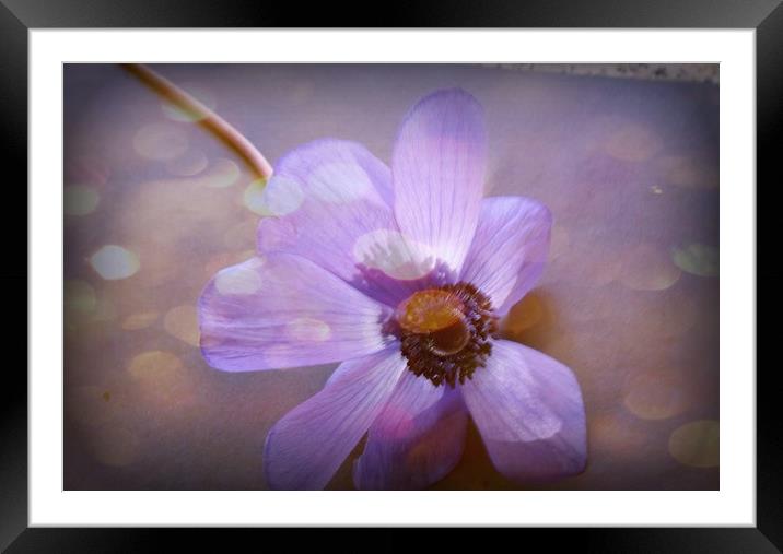 Floating Anemone. Framed Mounted Print by Heather Goodwin