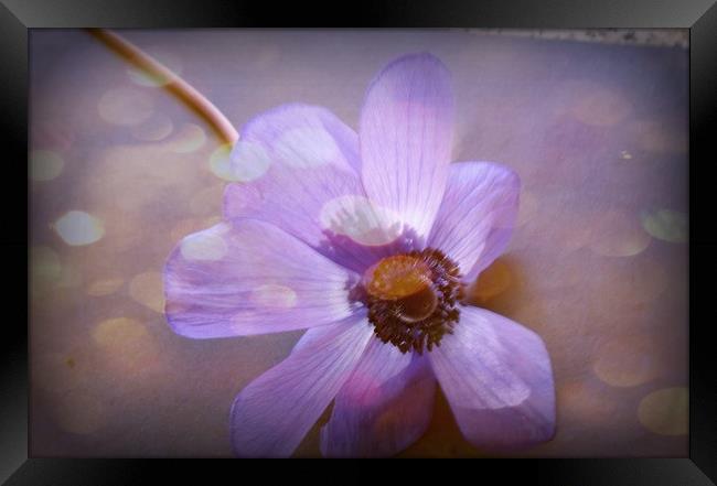 Floating Anemone. Framed Print by Heather Goodwin