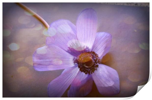 Floating Anemone. Print by Heather Goodwin