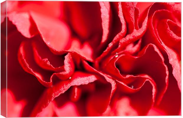 Red Carnation Flower Canvas Print by Adam Withers