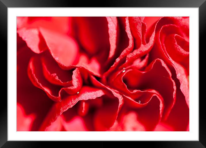 Red Carnation Flower Framed Mounted Print by Adam Withers