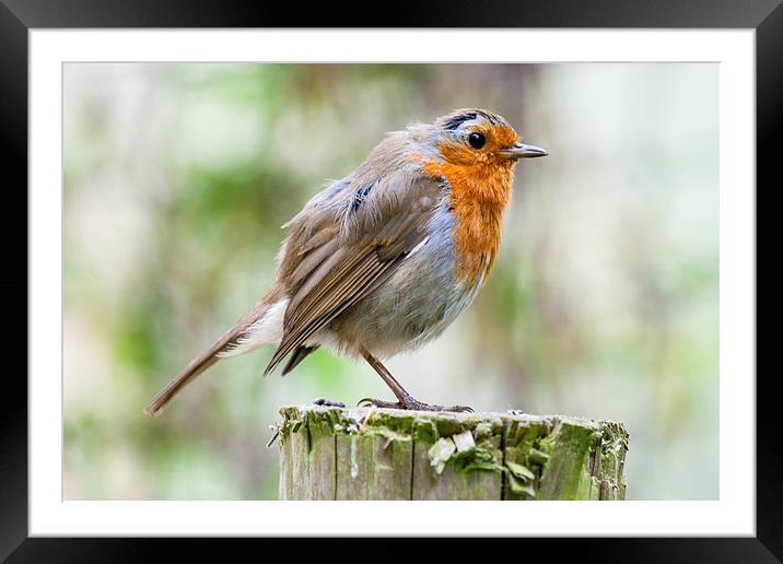 Mr. Robin Framed Mounted Print by Adam Withers