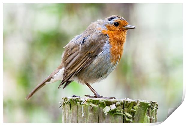 Mr. Robin Print by Adam Withers