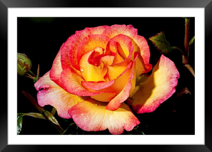 Yellow and Pink Rose Framed Mounted Print by Adam Withers