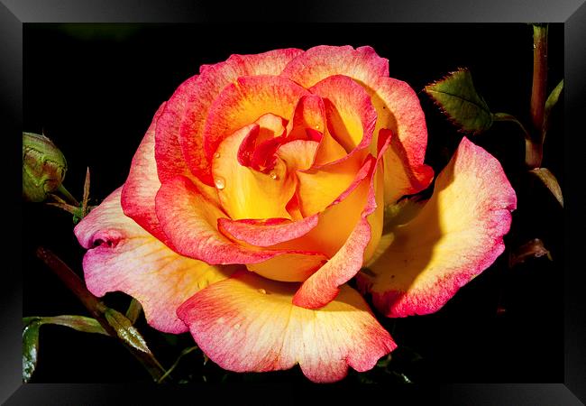 Yellow and Pink Rose Framed Print by Adam Withers
