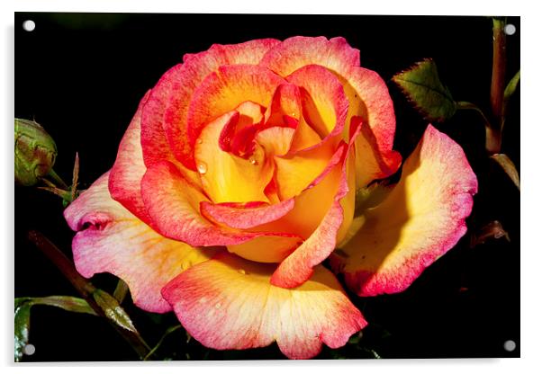 Yellow and Pink Rose Acrylic by Adam Withers