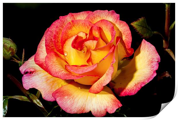 Yellow and Pink Rose Print by Adam Withers