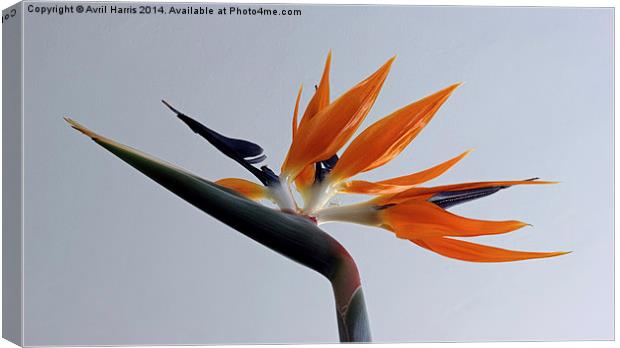 The bird of paradise flower Canvas Print by Avril Harris