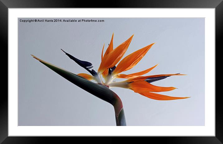 The bird of paradise flower Framed Mounted Print by Avril Harris