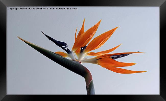 The bird of paradise flower Framed Print by Avril Harris