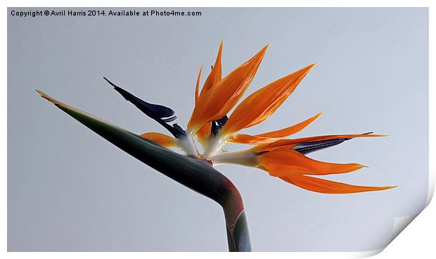 The bird of paradise flower Print by Avril Harris