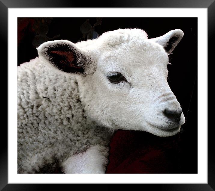 Sheep Framed Mounted Print by Ruth Hallam