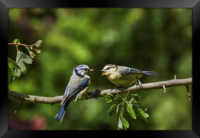 Blue tit feeding youngster Framed Print by Ian Duffield