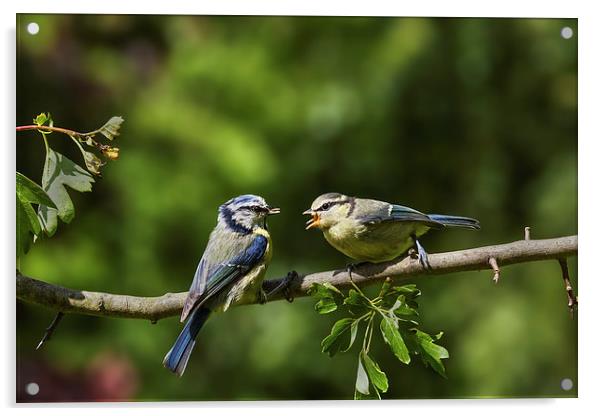 Blue tit feeding youngster Acrylic by Ian Duffield