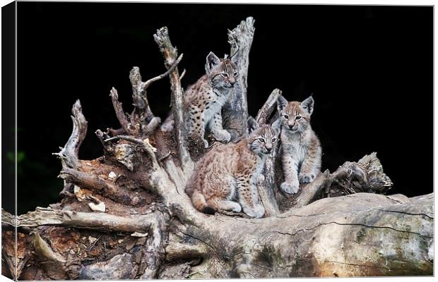 A trio of cute little lynx cubs sitting together Canvas Print by Ian Duffield