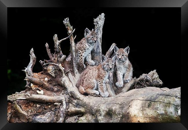 A trio of lynx cubs Framed Print by Ian Duffield