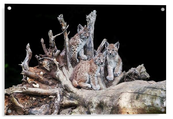 A trio of cute little lynx cubs sitting together Acrylic by Ian Duffield