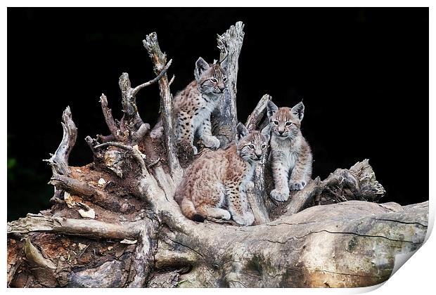 A trio of cute little lynx cubs sitting together Print by Ian Duffield