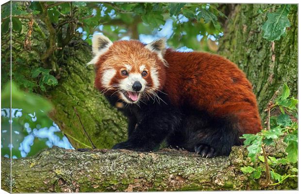 Red Panda in tree Canvas Print by Ian Duffield