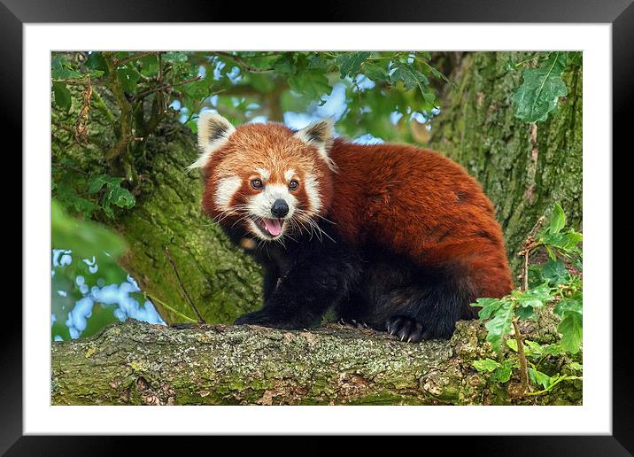 Red Panda in tree Framed Mounted Print by Ian Duffield